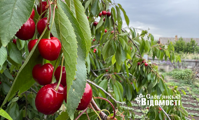 photo 5316990953933893355 y