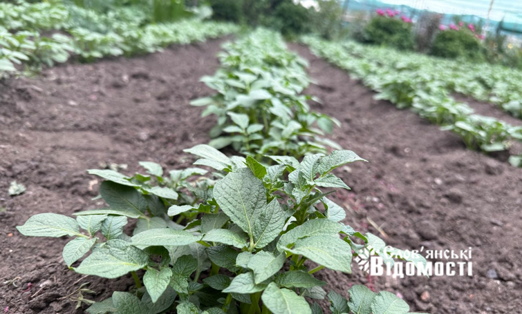 photo 5316990953933893356 y