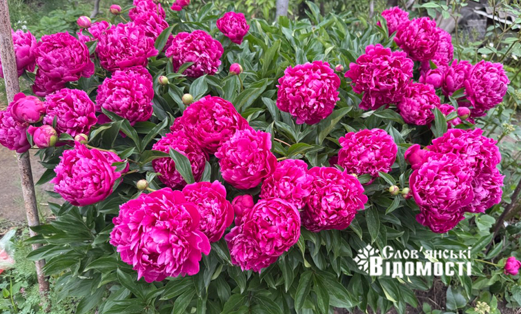 photo 5316990953933893363 y