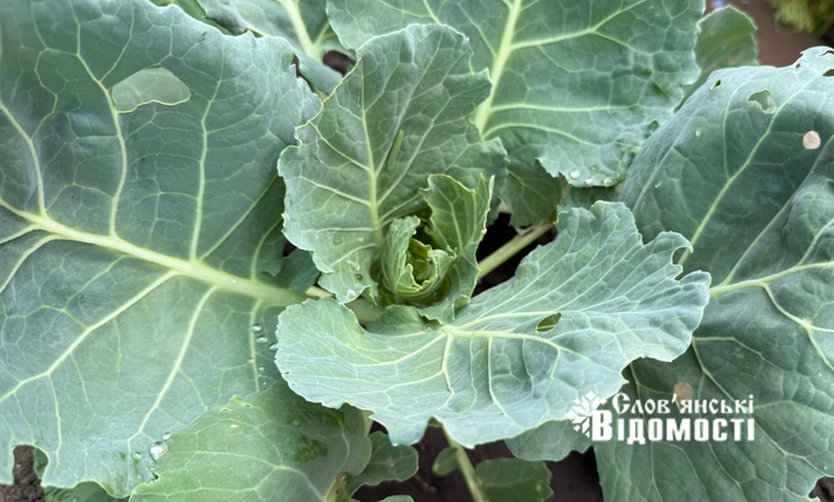 photo 5316990953933893367 y