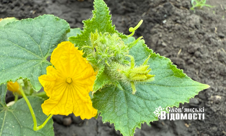 photo 5316990953933893368 y