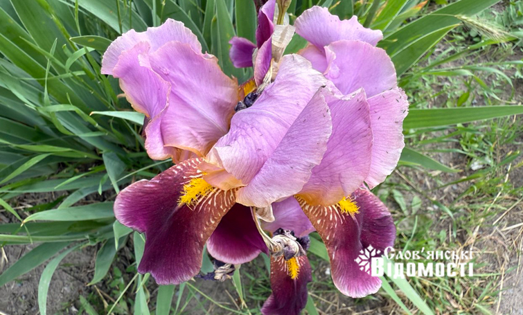 photo 5316990953933893369 y