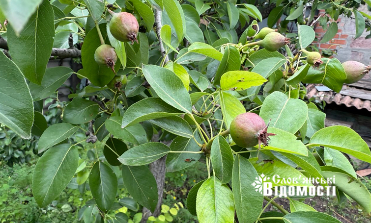 photo 5316990953933893371 y