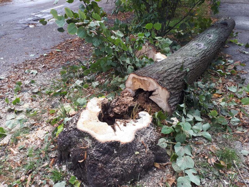 У Слов’янську зріжуть понад 30 аварійних дерев: відомі адреси