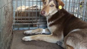 На стерилізацію безпритульних тварин у Святогірській громаді виділили 400 тисяч гривень: шукають підрядника