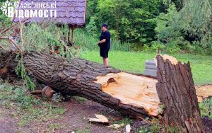 У Шовковичному парку впало велике аварійне дерево біля альтанки (фоторепортаж)
