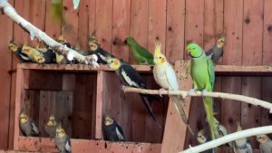 23 павичів, 12 цесарок та 59 папуг цими вихідними привезли до контактного зоопарку у Слов’янську