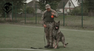 Як із цуценяти виховують чотирилапого захисника: тренування службових собак у 18-й Слов’янській бригаді