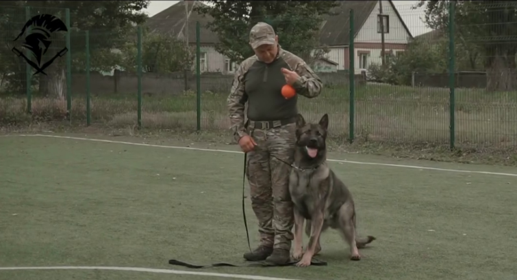Як із цуценяти виховують чотирилапого захисника: тренування службових собак у 18-й Слов’янській бригаді