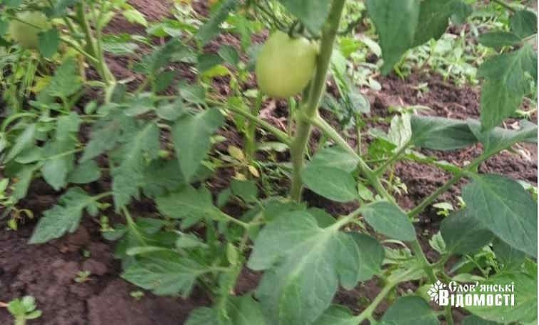 photo 2025 06 17 14 04 08 2