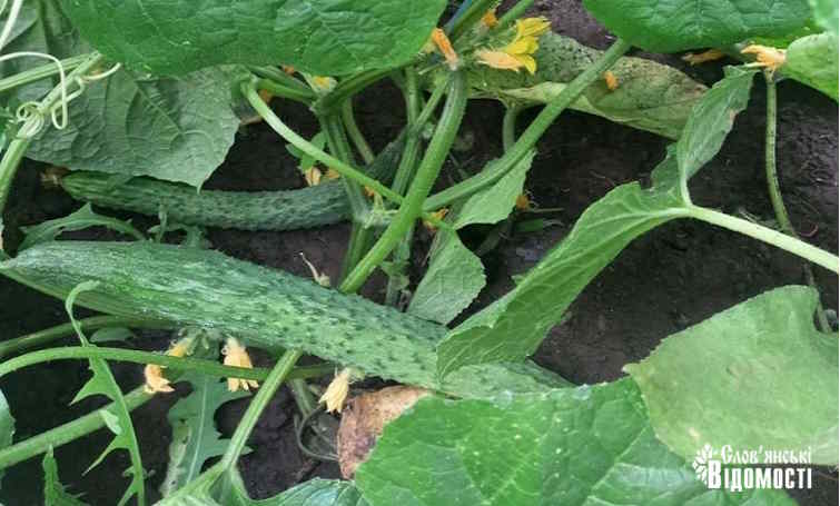 photo 2025 06 17 14 04 08 3