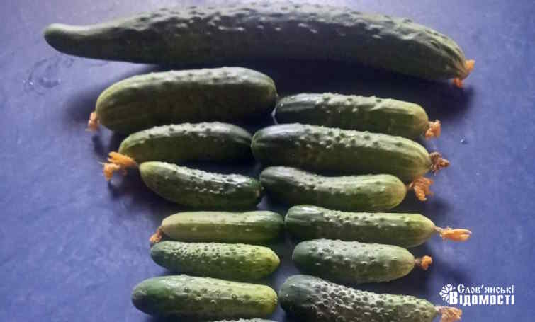 photo 2025 06 17 14 04 09 6