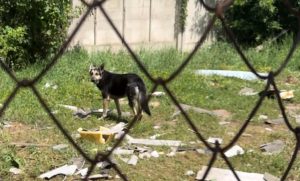 Зруйнована ветклініка Краматорська: яка ситуація з тваринами та обладнанням