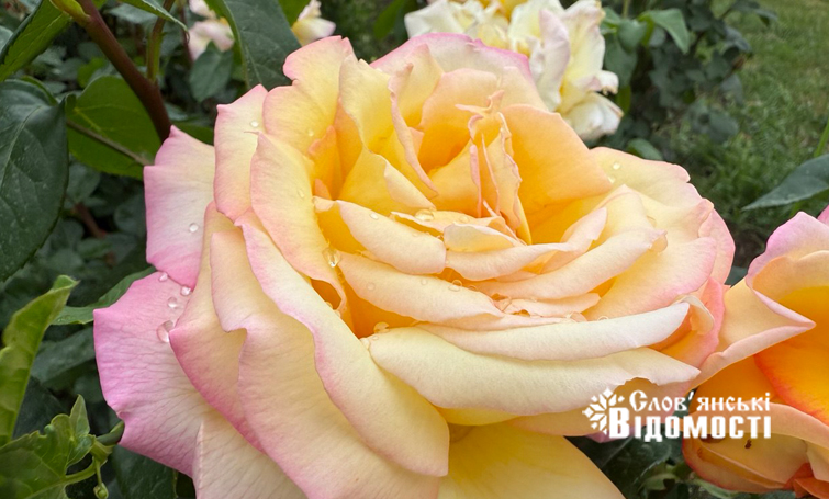 photo 5318843970329113657 y