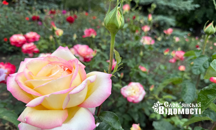 photo 5318843970329113667 y