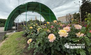 На площі у Слов’янську зацвіли рози. Фоторепортаж