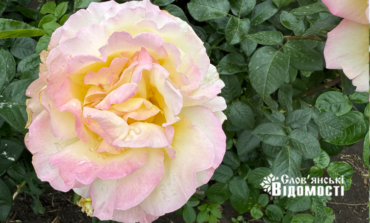 photo 5318843970329113675 y