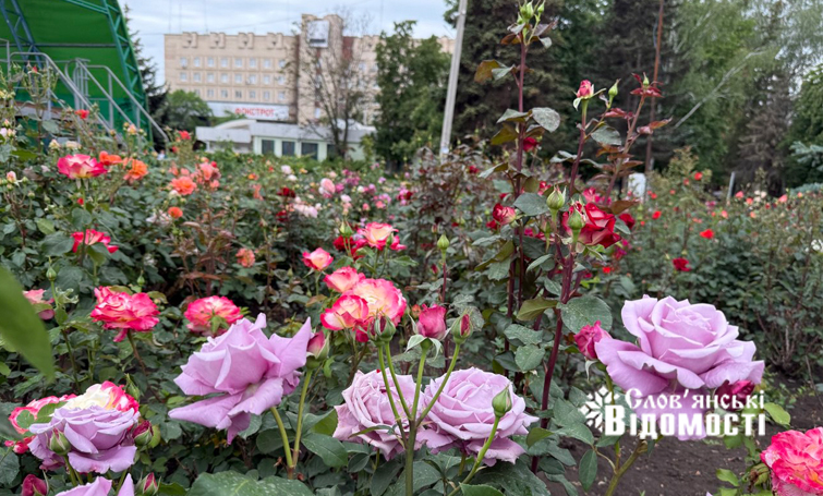 photo 5318843970329113679 y