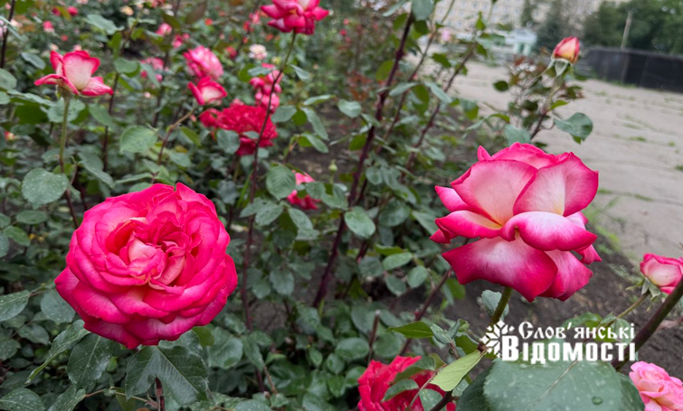 photo 5318843970329113702 y