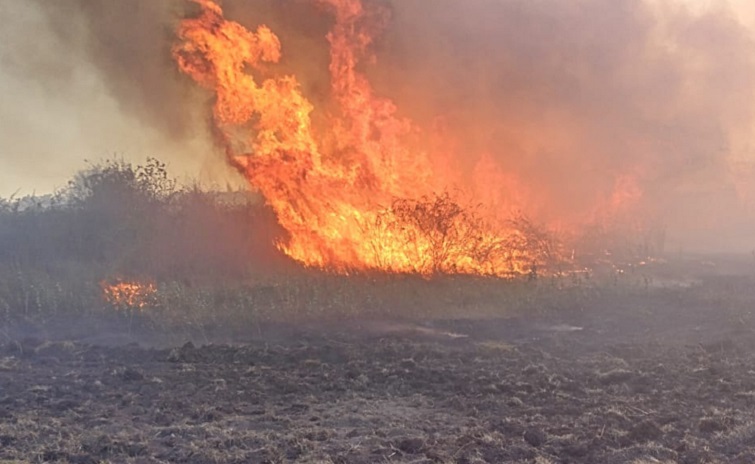 Горіла трава, лісова підстилка, лісосмуга та пшеничне поле – рятувальники гасили кілька пожеж в екосистемах Слов’янської та Лиманської громад