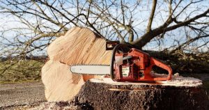 У Слов’янську знесуть аварійні дерева в п’яти районах міста. Нових не посадять