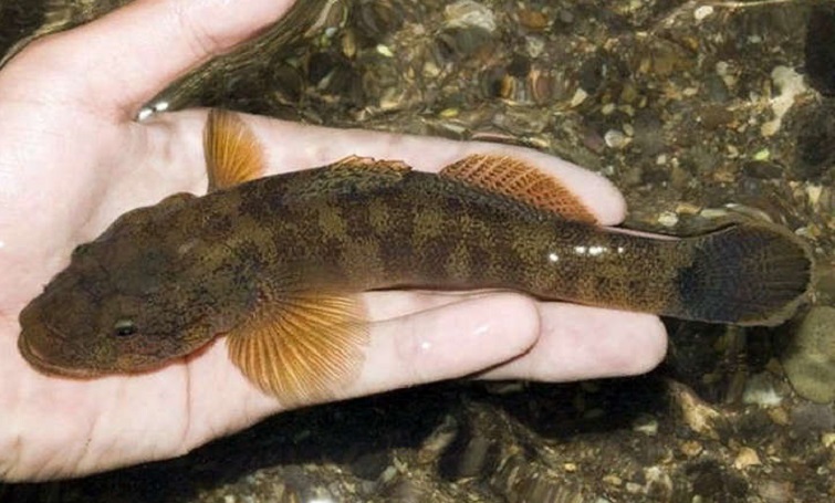 Риба бичок майже зникла в Азовському морі