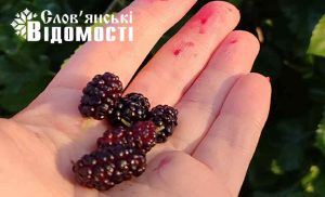 У парку Шовковичному у Слов’янську дозріла шовковиця (фотофакт)