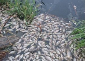 У річці біля селища Ларине на окупованій Донеччині масово гине риба