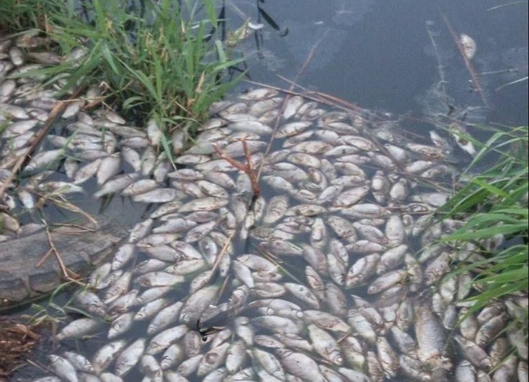 У річці біля селища Ларине на окупованій Донеччині масово гине риба