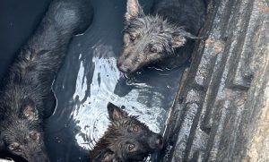 Трьох собак врятували із зливної ями