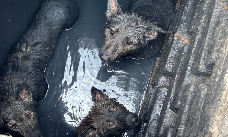 Трьох собак врятували із зливної ями