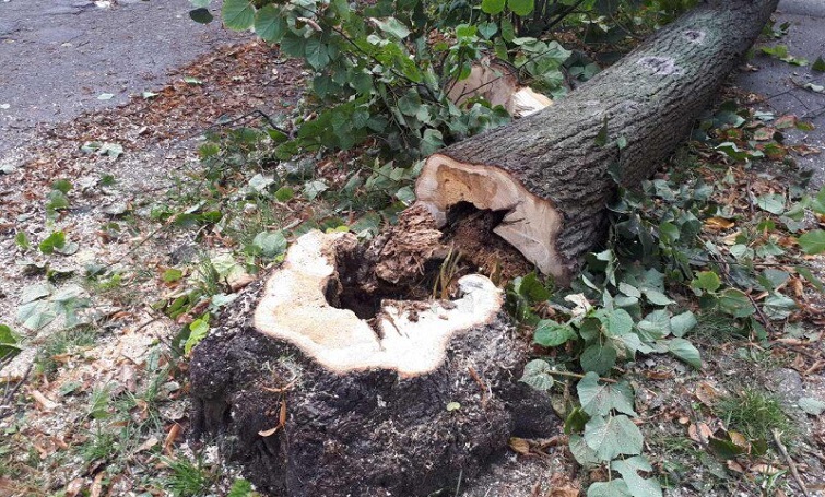 У Слов’янську знову видалятимуть дерева: скільки та де саме