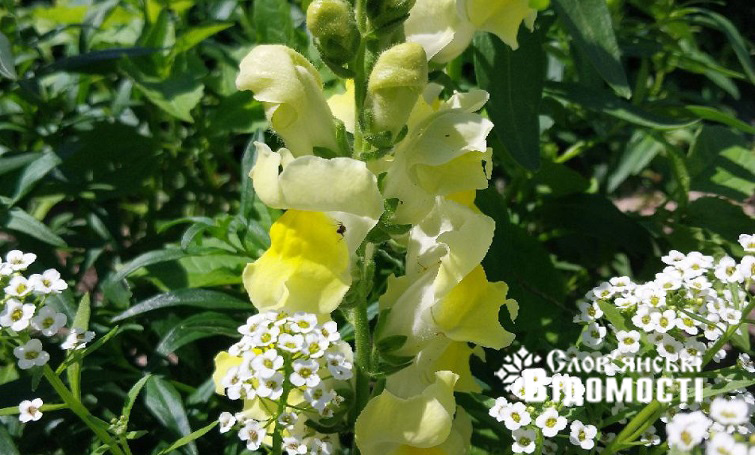 photo 2025 07 23 17 57 46 2