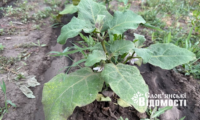 photo 2025 07 25 12 24 18