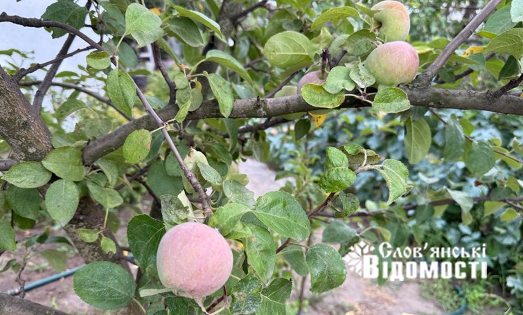 Випробування сезону: Яким буде врожай на городах прифронтового Слов’янська цьогоріч