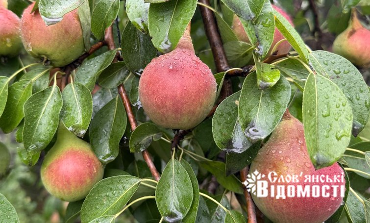 photo 2025 07 25 12 24 20