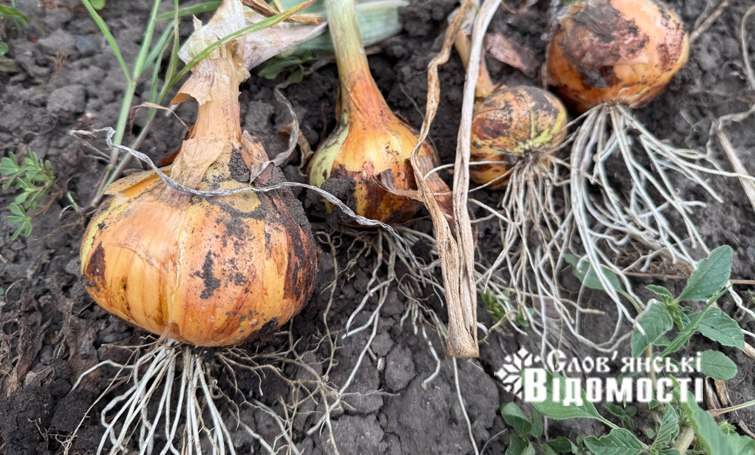 photo 2025 07 25 12 24 21