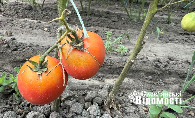 photo 2025 07 25 12 24 22