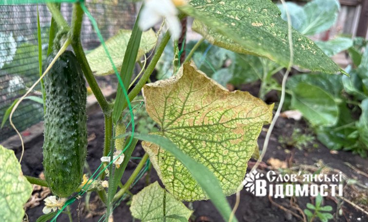 photo 2025 07 25 12 24 22 2