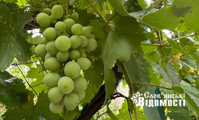 photo 2025 07 25 15 55 52