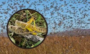 На Донеччині загроза навали сарани: мешканців просять бути пильними, а підприємства – вжити заходів