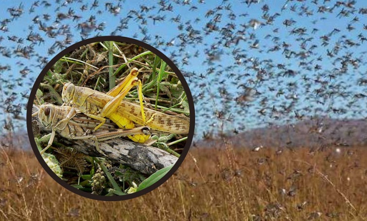 На Донеччині загроза навали сарани: мешканців просять бути пильними, а підприємства – вжити заходів