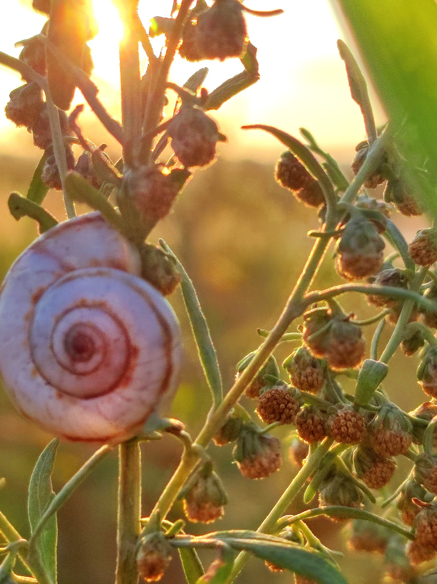 533512996 770226942365020 2473399750066566306 n