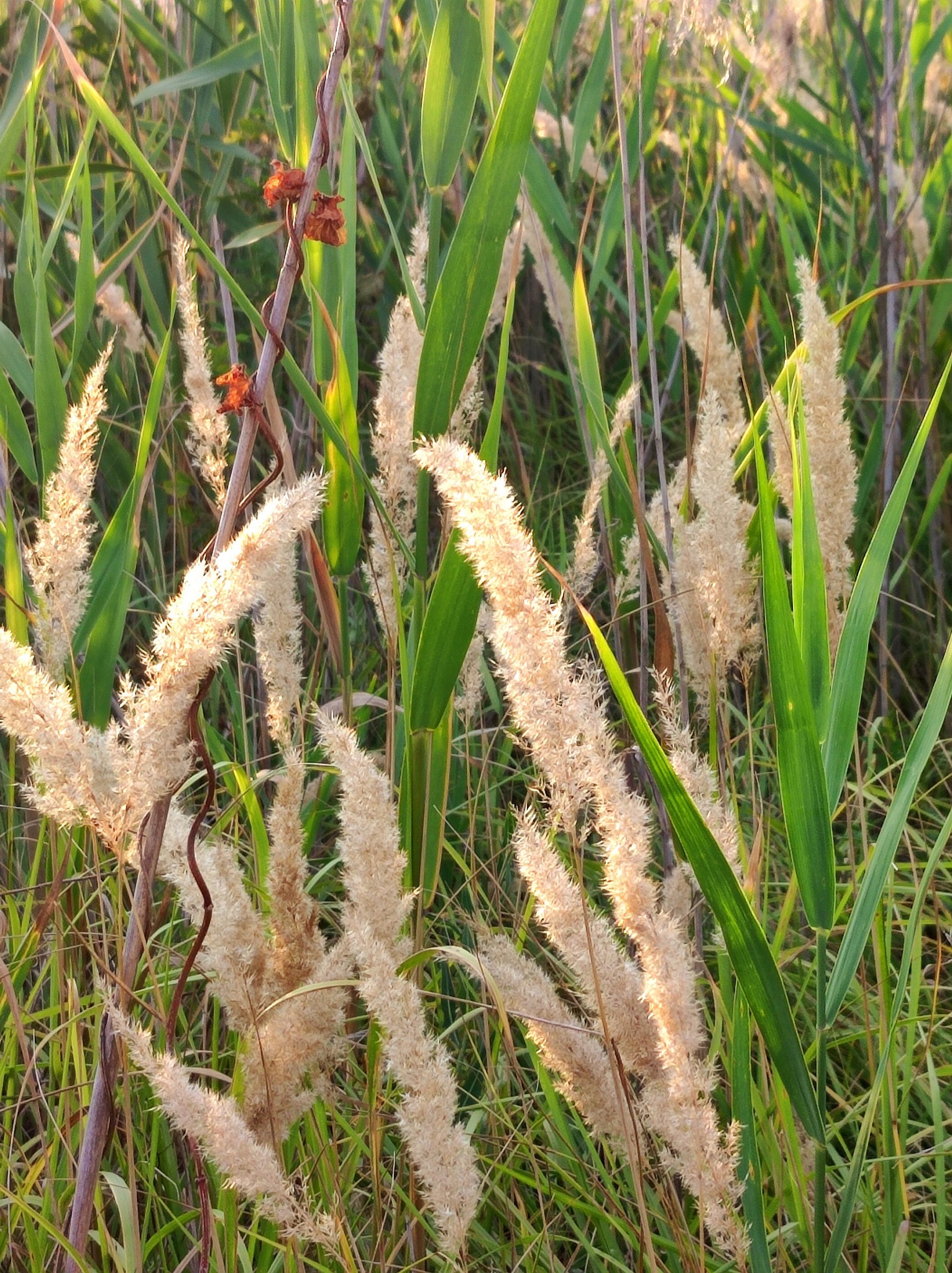 533526495 770226359031745 5160599924111243647 n