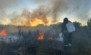 На Донеччині за добу вигоріло 30 гектарів лісу та трави (фото)