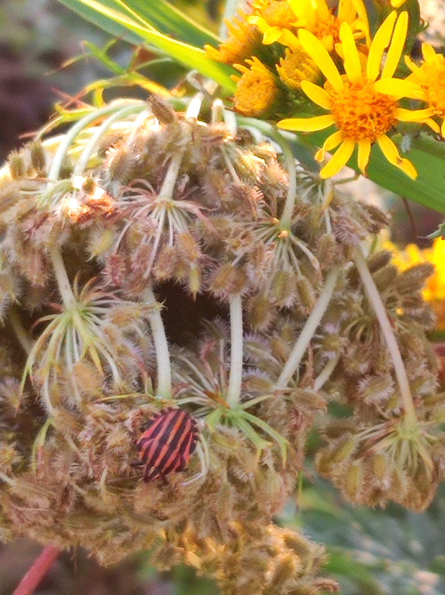 534560082 770226872365027 7406263677176001143 n