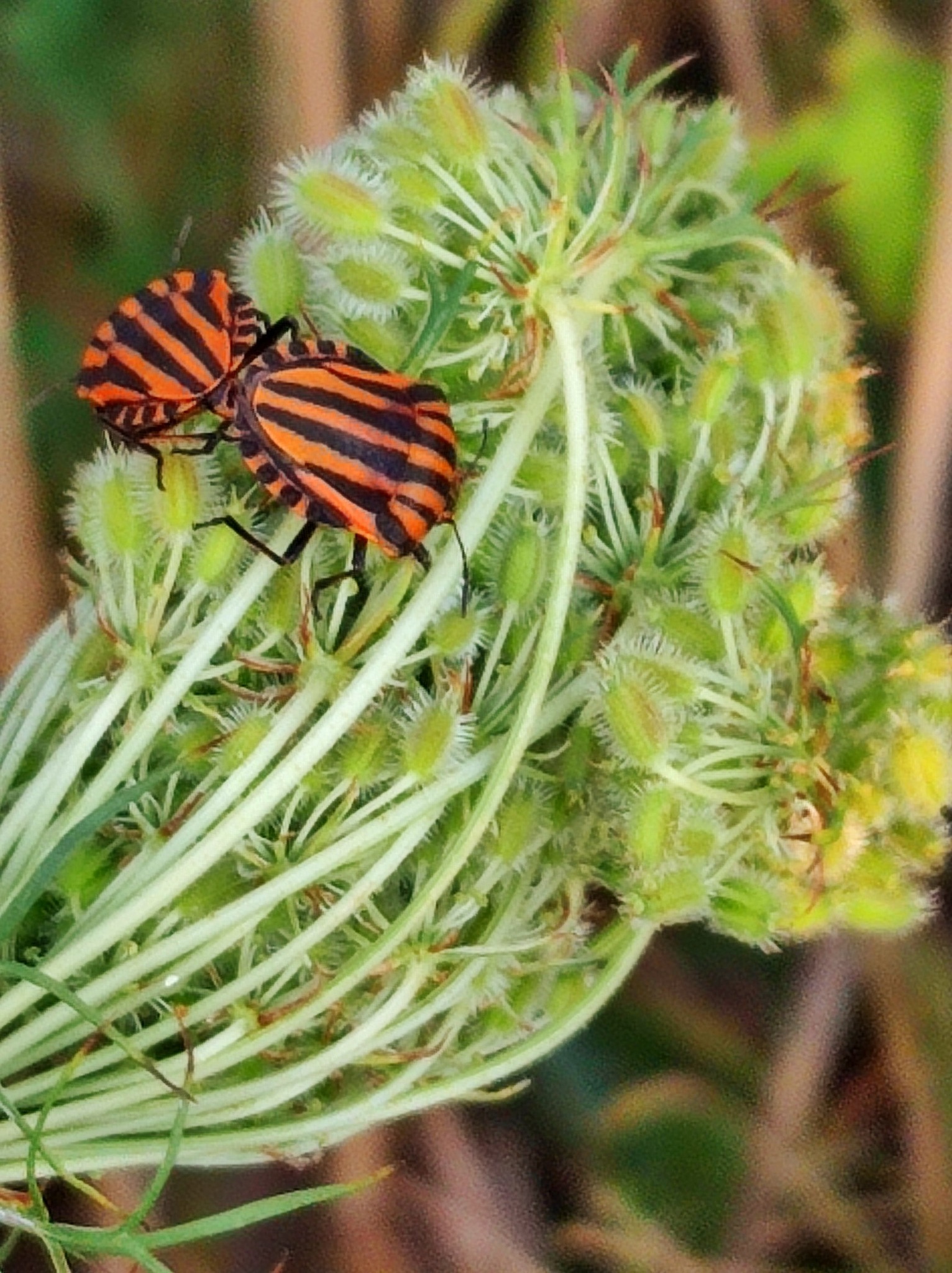 534935151 770226679031713 9222590265594594651 n