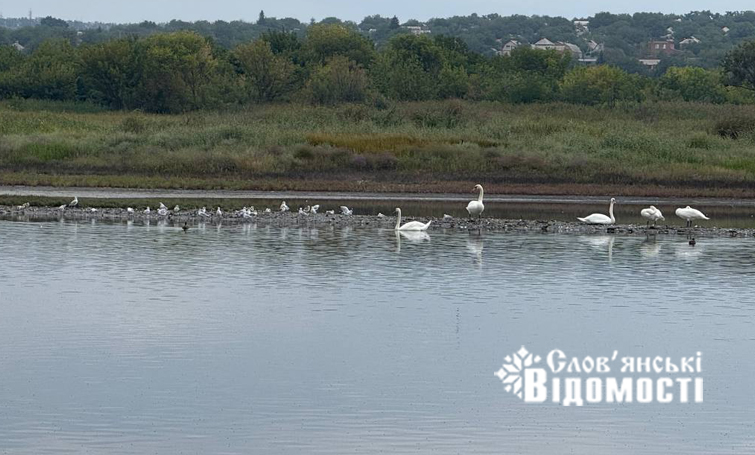 Фотофакт: на озері Вейсовому – справжній пташиний десант