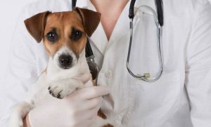 У Слов’янську столичні ветеринари надаватимуть безкоштовну допомогу для тварин