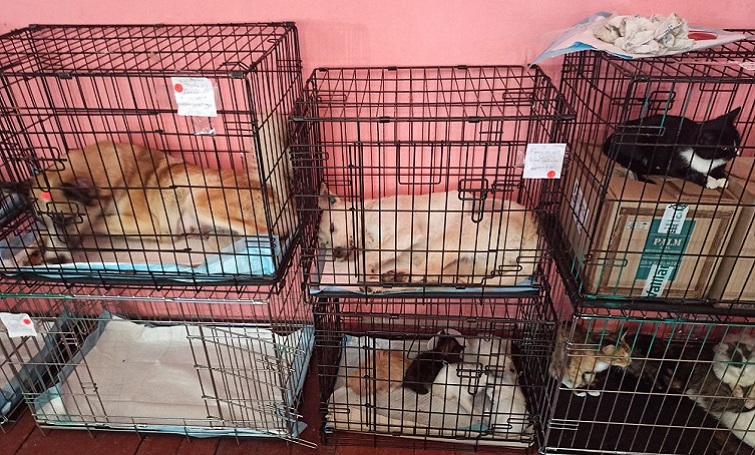 Увага! У Лимані та Лиманській громаді можна безплатно стерилізувати, вакцинувати тварин та отримати консультацію ветеринара